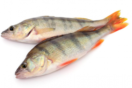 鲈魚