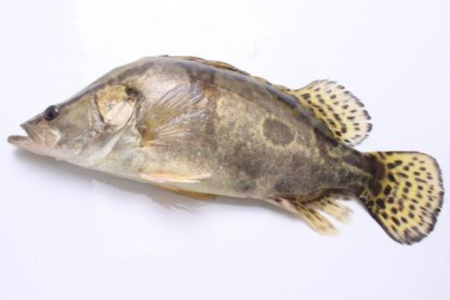 桂花(huā)魚